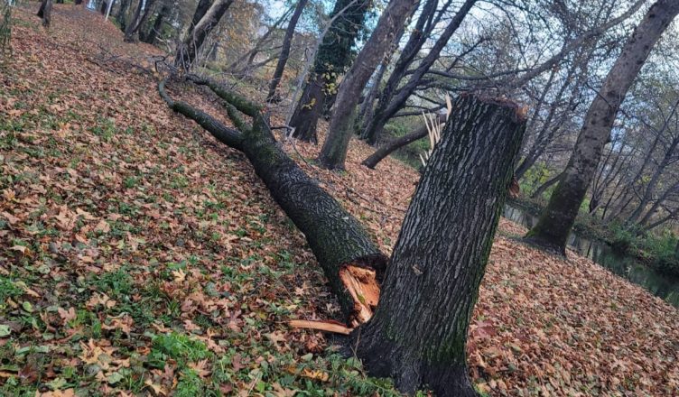 Mot i keq në Pogradec, era e fortë rrëzon pemët disavjeçare