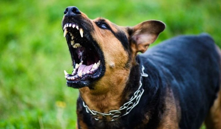 Qeni në Pire kafshon në kokë një fëmijë 2-vjeçar, arrestohet gjyshja