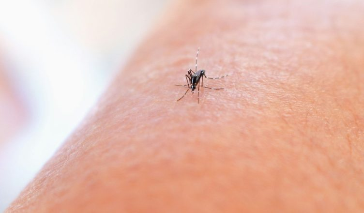 Ethet e Nilit në Korçë, konfirmohet rasti i parë i kësaj sëmundje në Shqipëri
