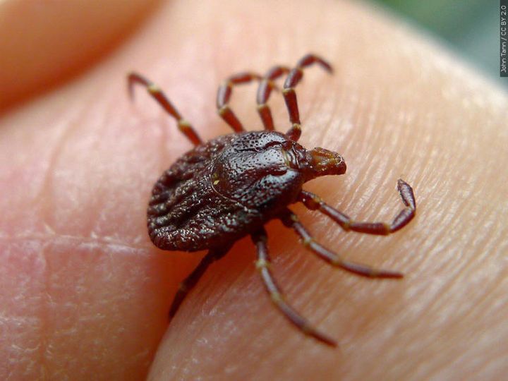 Zbulohet virus i ri në Kinë, transmetohet nga rriqrat